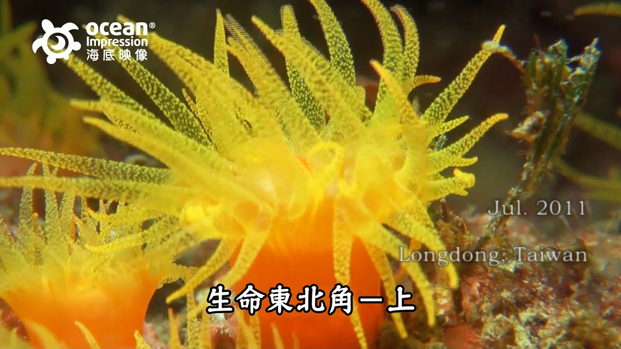 台灣海洋記錄第五部：生命東北角－上