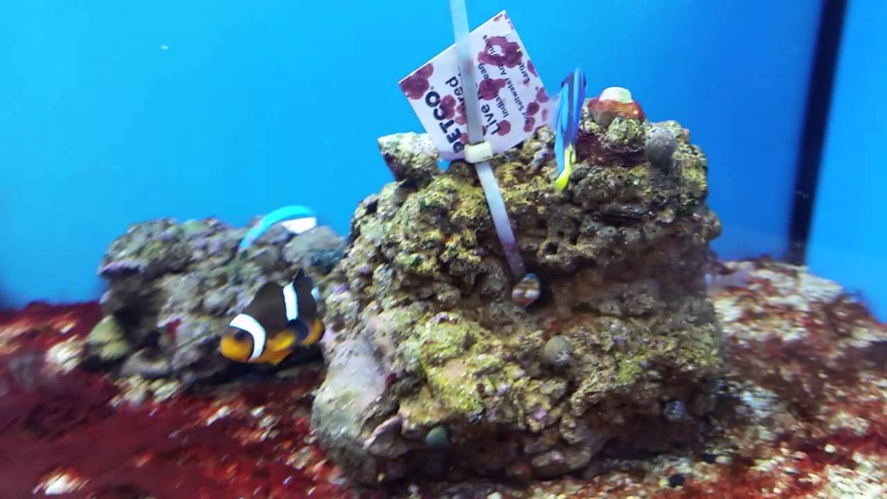 My trip to petco!