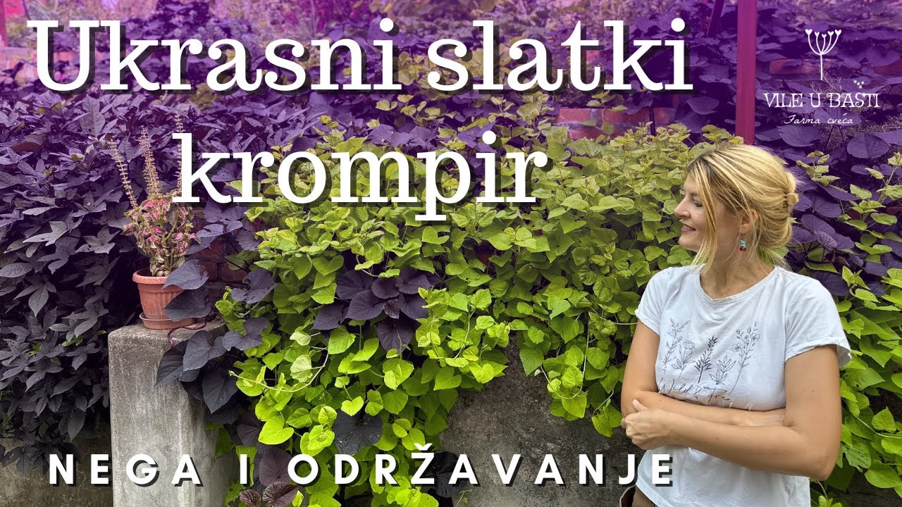 Ukrasni Slatki Krompir🌿- Sve Šta Treba Da Znate🪴🌞