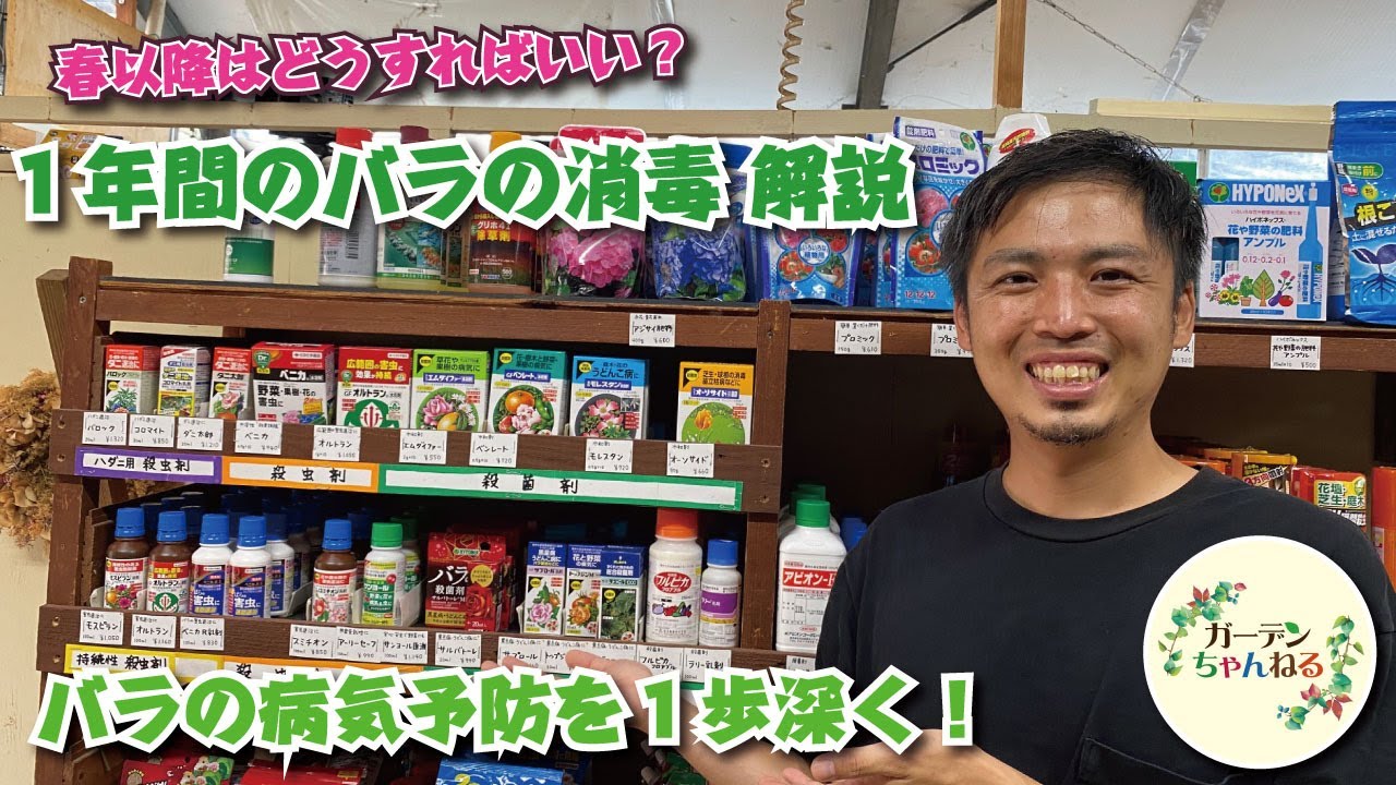 【春以降はどうする？】バラの病気予防について学ぼう！【１年間の消毒について】