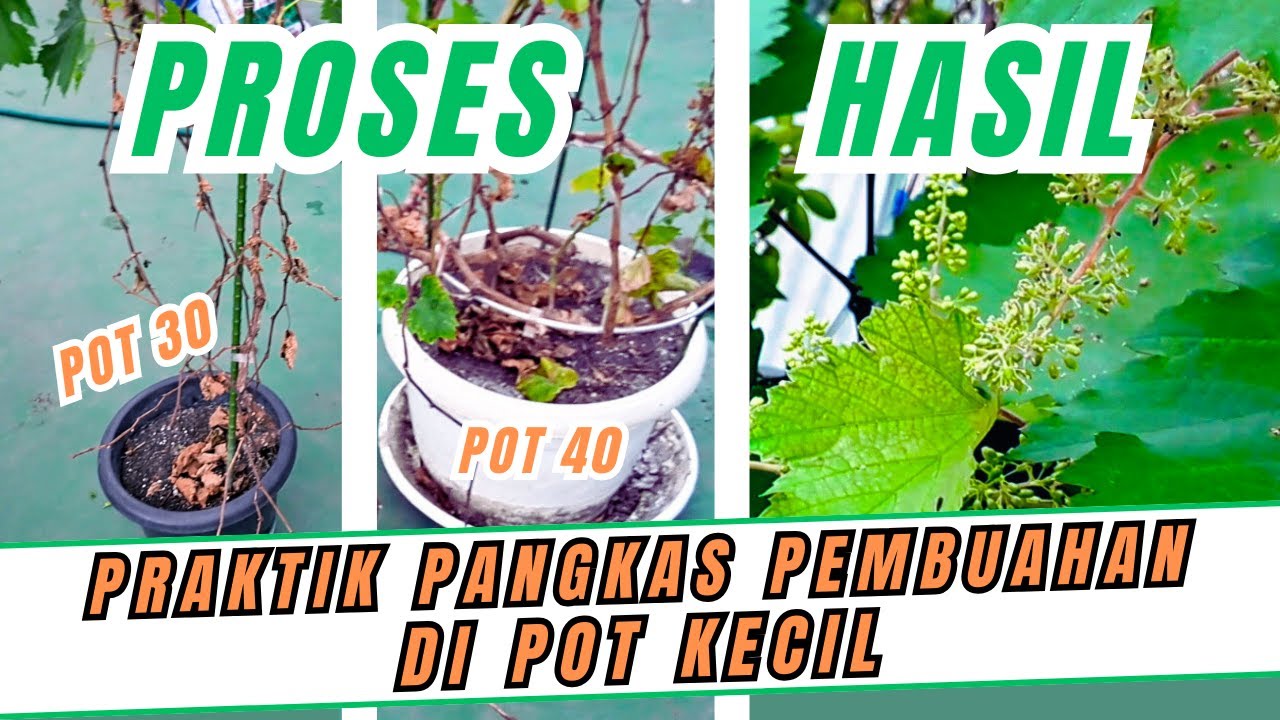 PAKET KOMPLIT‼️ PANGKAS PEMBUAHAN POHON ANGGUR DI POT KECIL DENGAN METODE STRES AIR