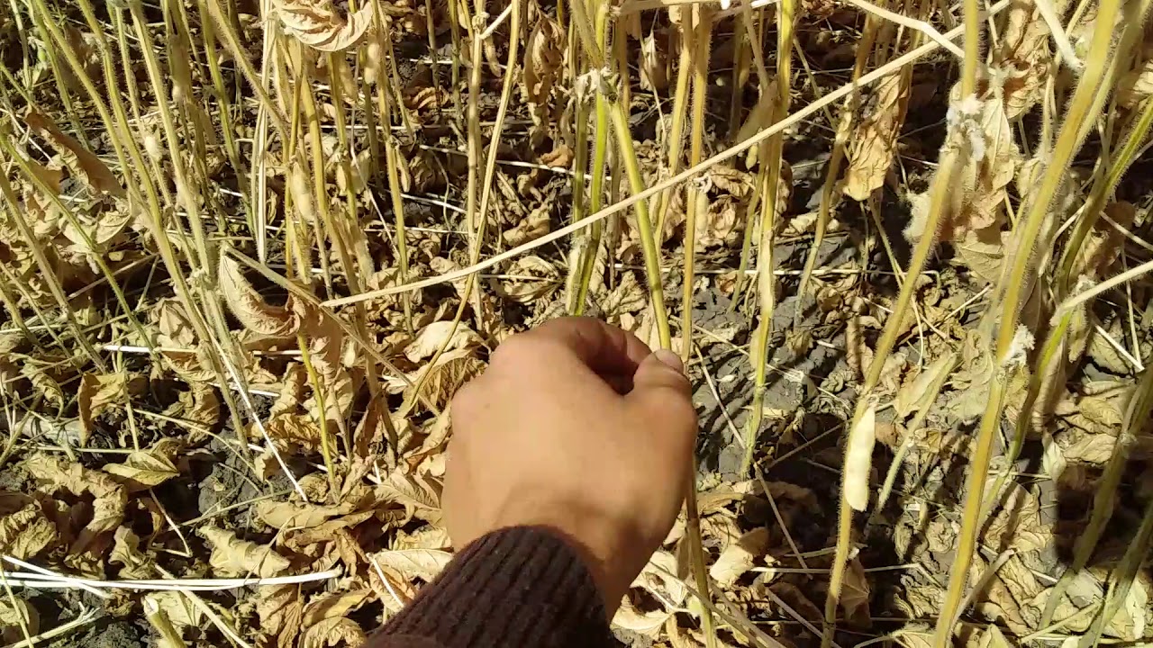 Не сійте сою з міжряддям 15 см !!!!!!!!