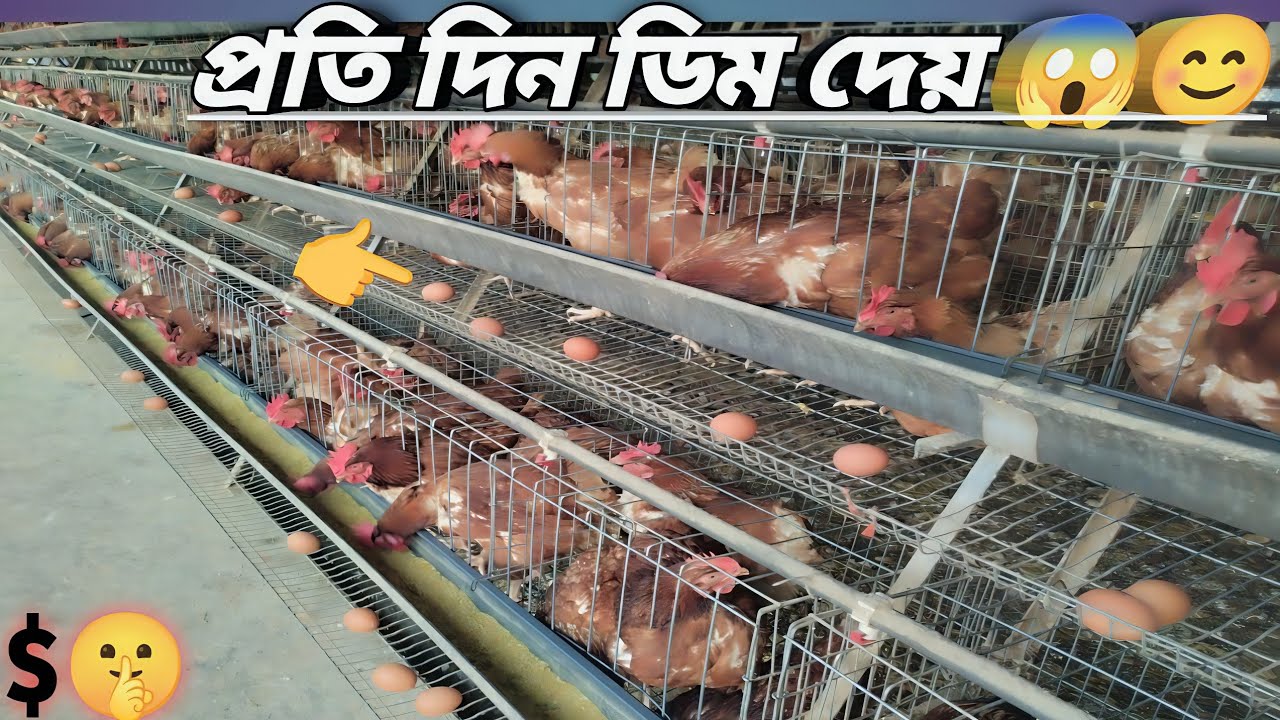 লেয়ার মুরগী কিভাবে খাদ্য খায় দেখুন মাশাআল্লাহ ❤️🤗