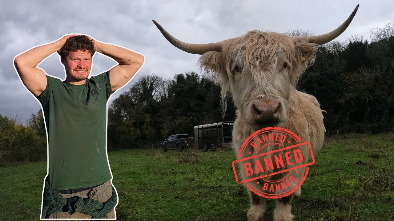 I HATE my cows! 'n' here's why.....