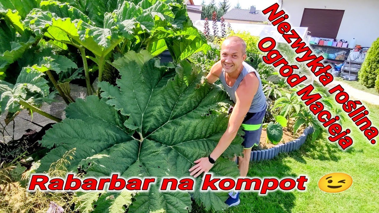 Ogród Macieja, a w nim potężna Gunnera Manicata. Egzotyczny ogród obok Gniezna Rabarbar na kompot 😉👍