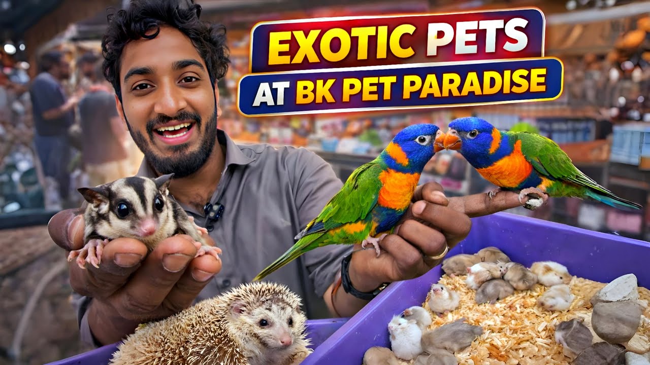 Mannady Pet Market 🔥 Exotic Pets + Rare Animals | BK Pets Paradise Chennai #pets #hamster #petmarket