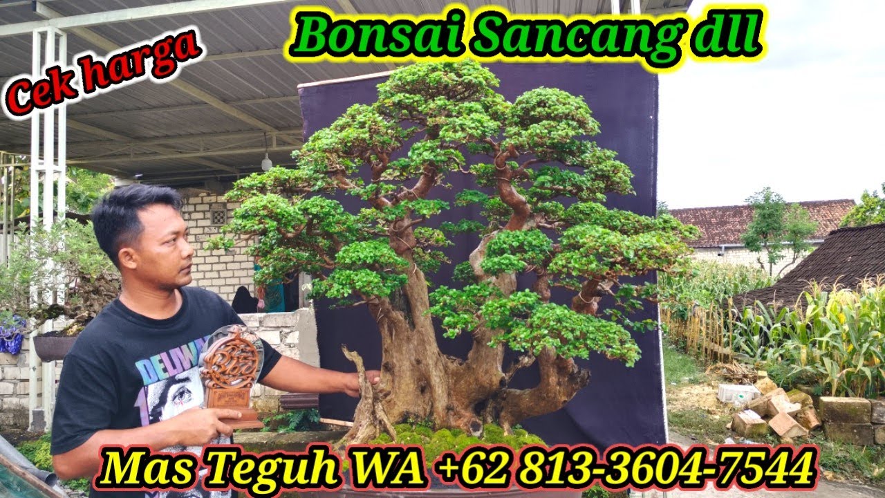 Cek harga bonsai Sancang dll Koleksi Mas Teguh WA +62 813-3604-7544