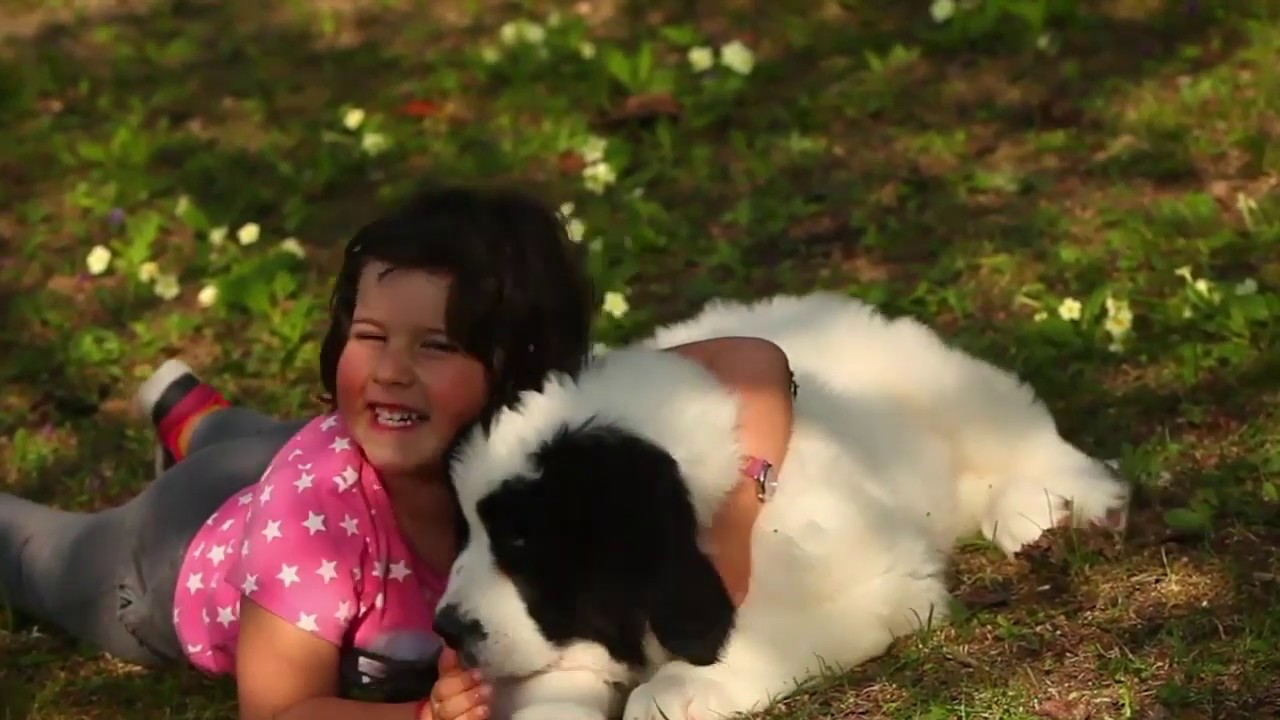 Landseer Puppy - Allevamento cuccioli di Landseer in Italia con Pedigree