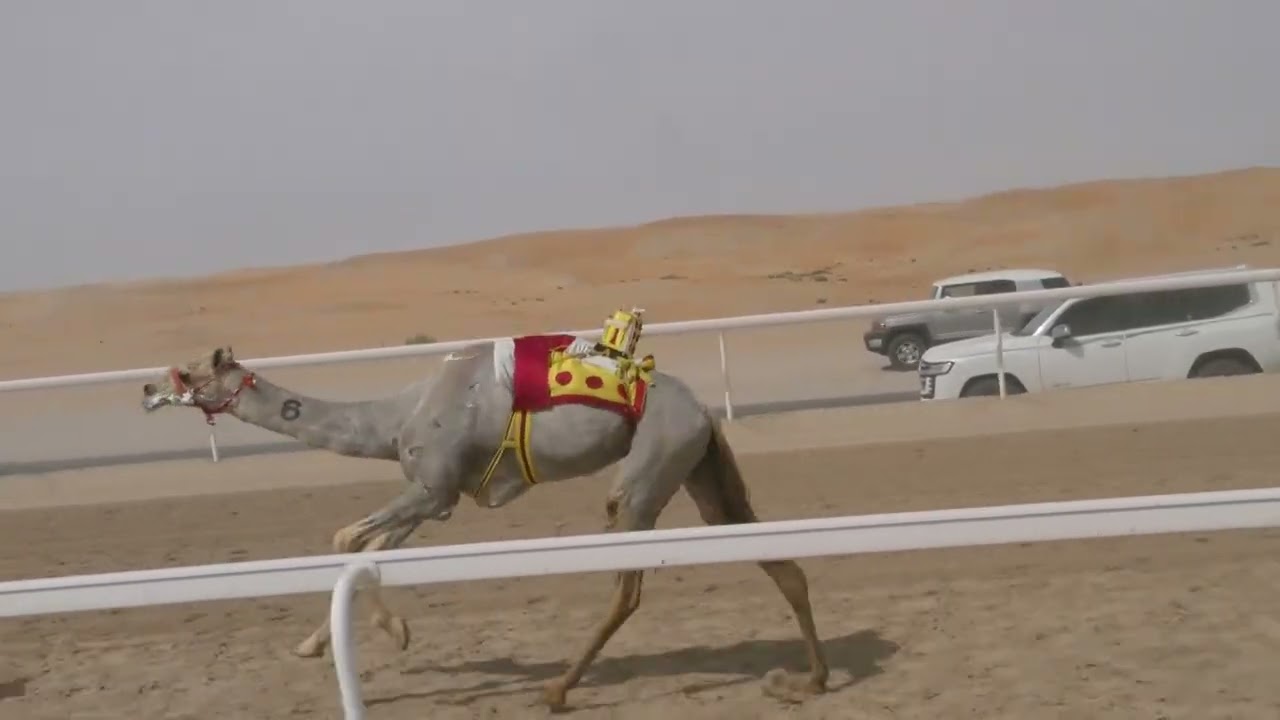 الشوط 2 (دمعه) للسيد سيف محمد حزيم المنصوري 