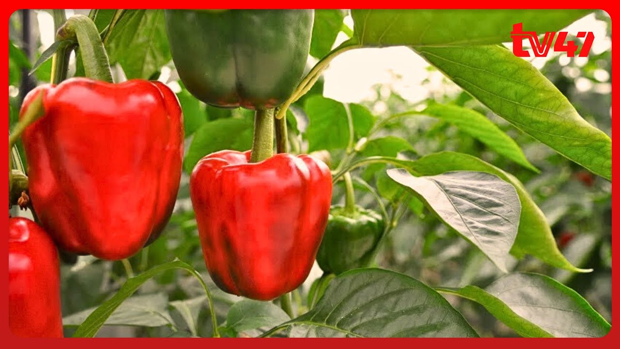 Profits in Capsicum Farming (Pilipili hoho) with Hilda Nganga, Green Acre Farm PT 1 | Kilimo Diaries