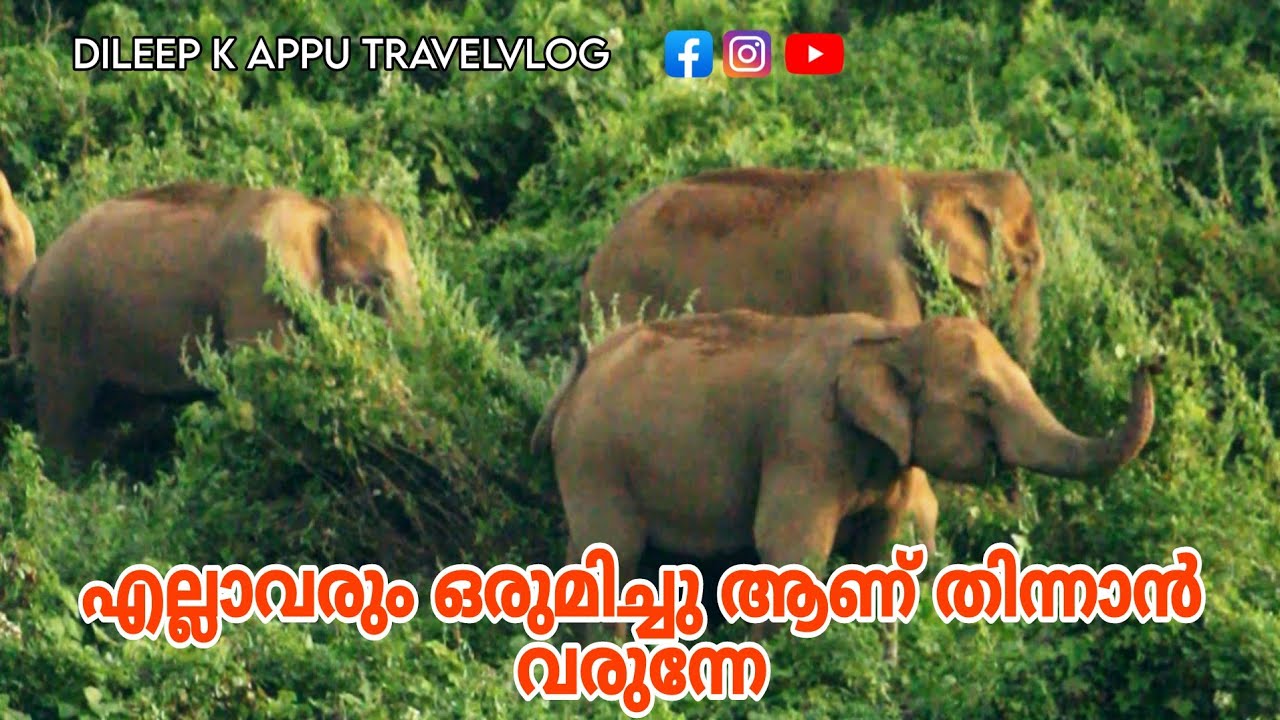 എല്ലാവരും ഒരുമിച്ചു ആണ് തിന്നാൻ വരുന്നേ 