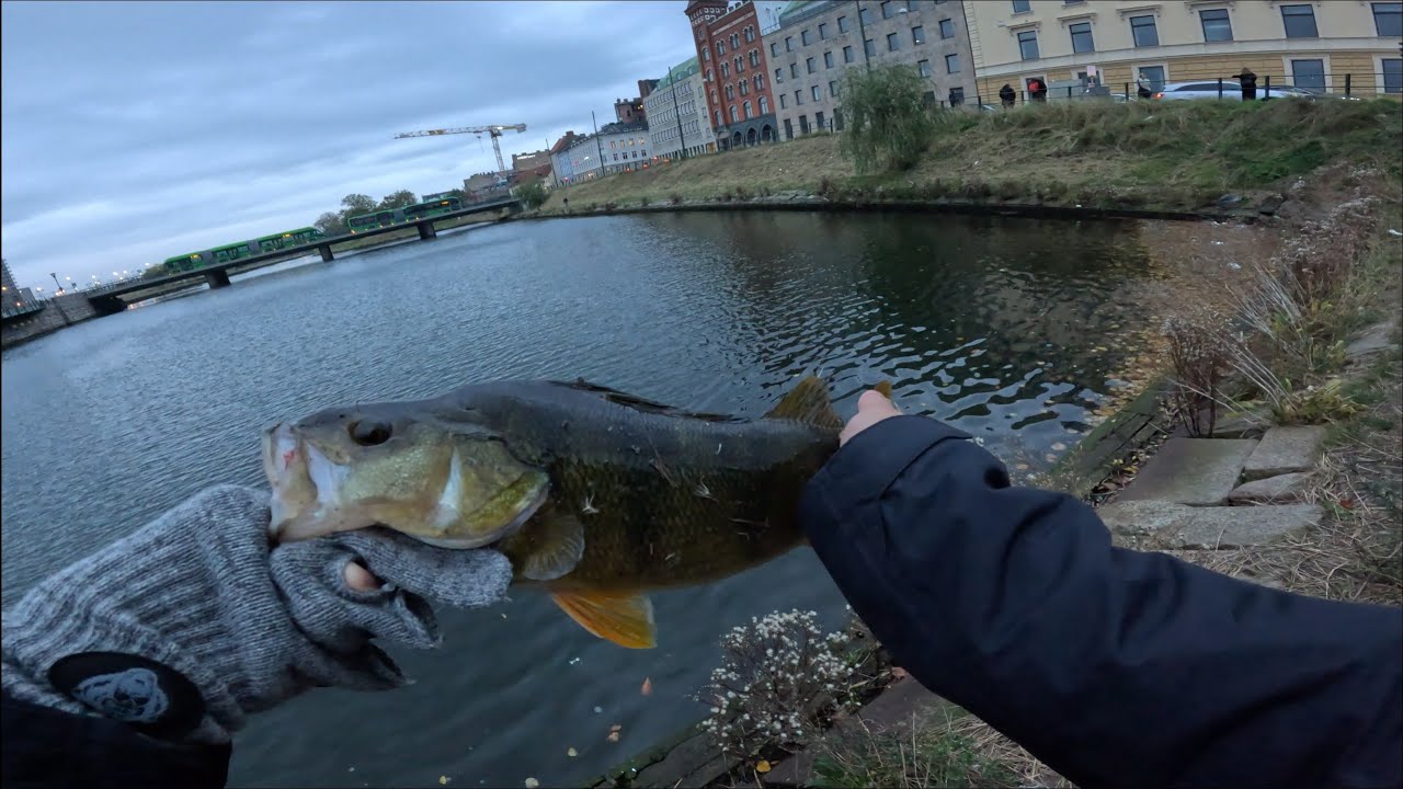 Biggest Perch of My Life 40cm+? |Malmö Canals Fall Fishing
