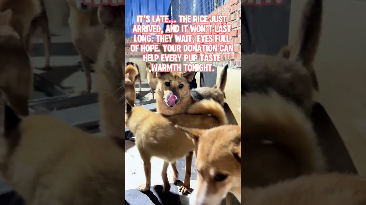 Stray Dogs Waiting for Food at Night  Heartbreaking Dog Rescue Story
