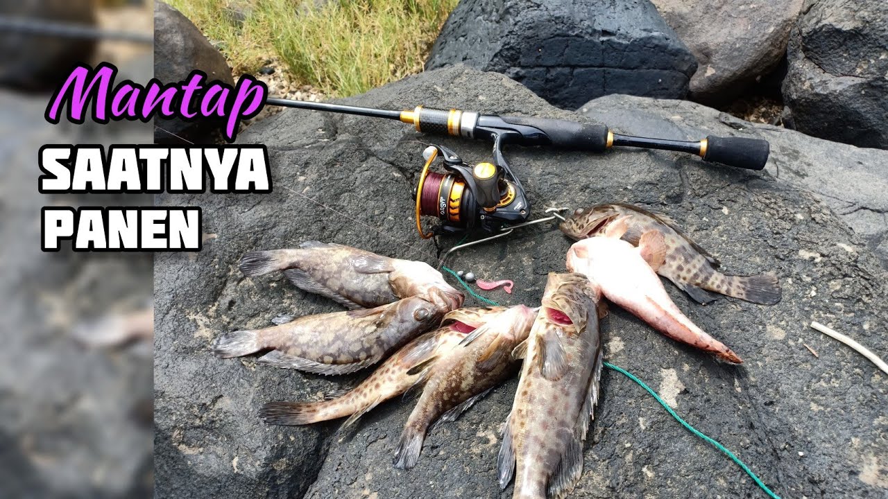 Mantap Saatnya Panen Ikan kerapu Ultralight Fishing #castingkerapu