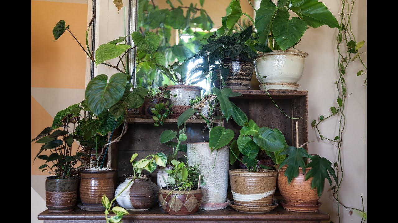 670+ PLANTS HOUSEPLANT TOUR, Workroom: Part 7 (Summer 2017) — Ep 023