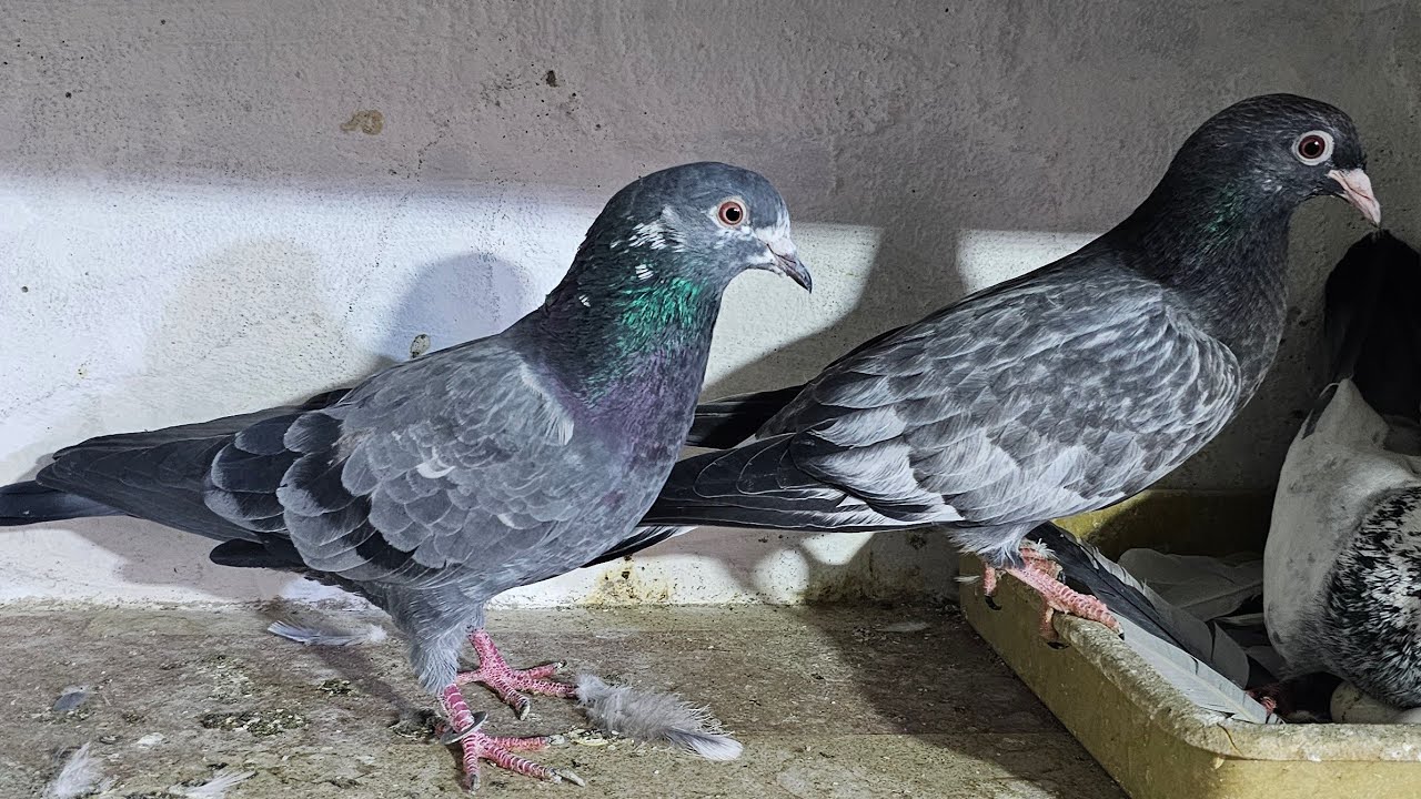❤️🕊🕊KGN pigeon loft Gautam  is live🕊🕊❤️