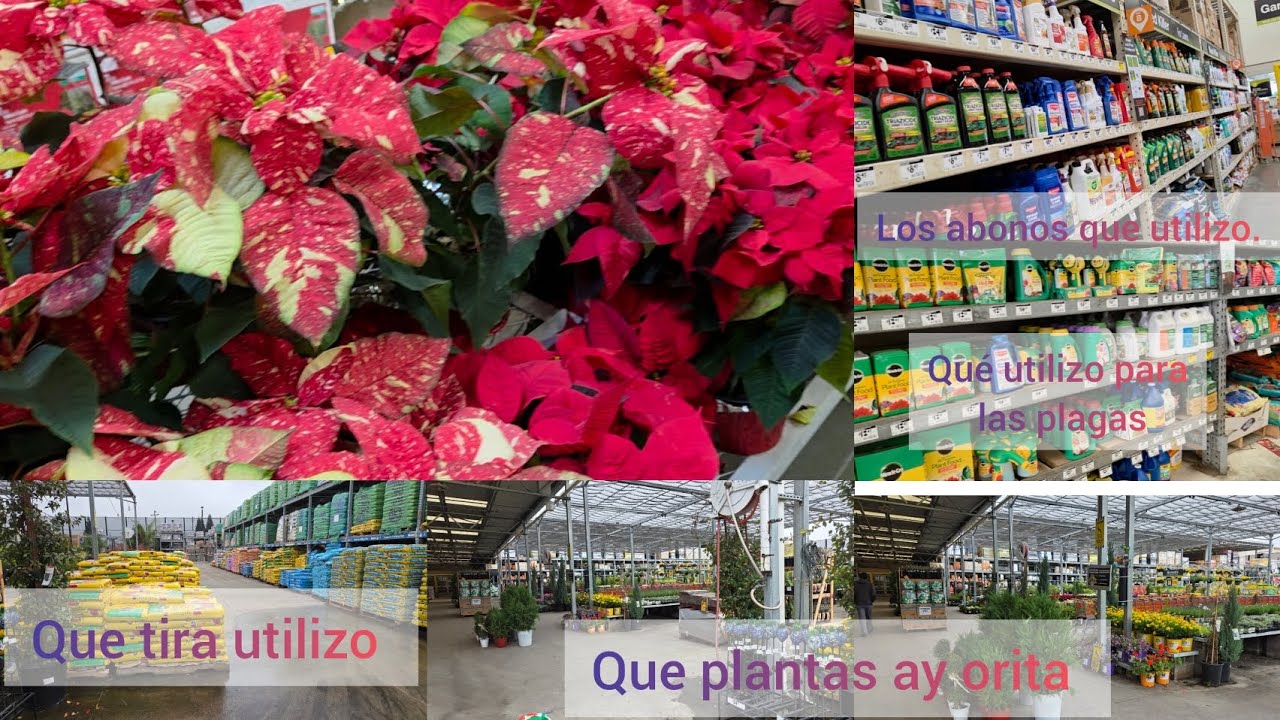 Qué sustral tus utilizo, qué abonos utilizo para jardín qué químicos utilizan mi jardín