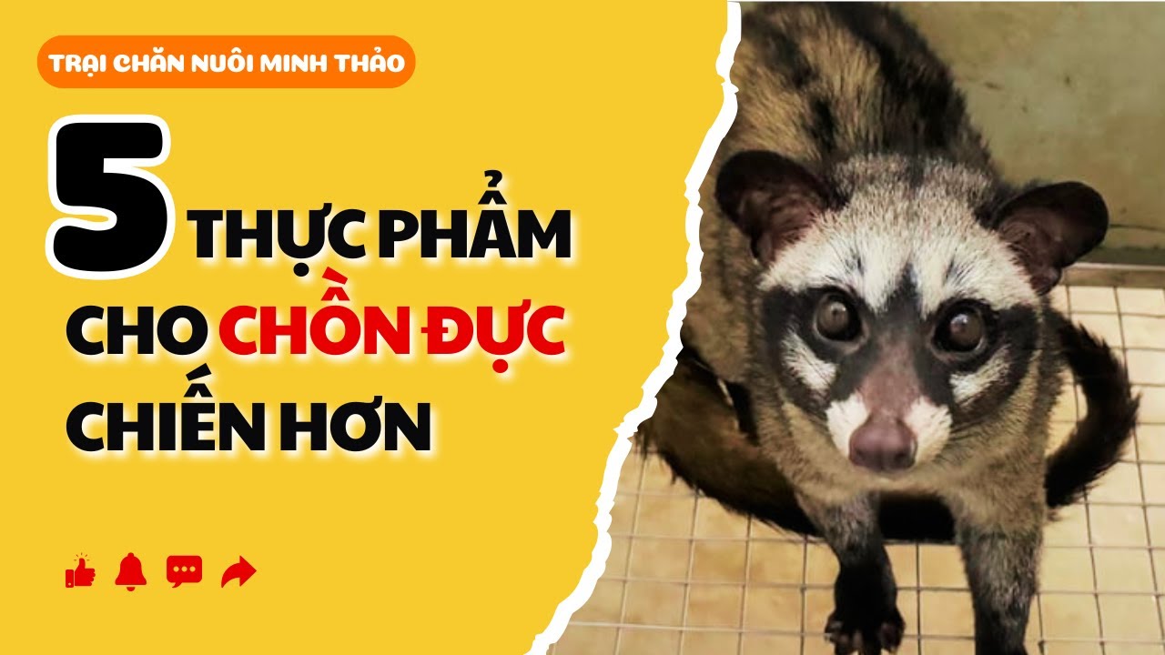 Top 5 thực phẩm giúp chồn đực chiến hơn | Trại Chăn Nuôi Minh Thảo