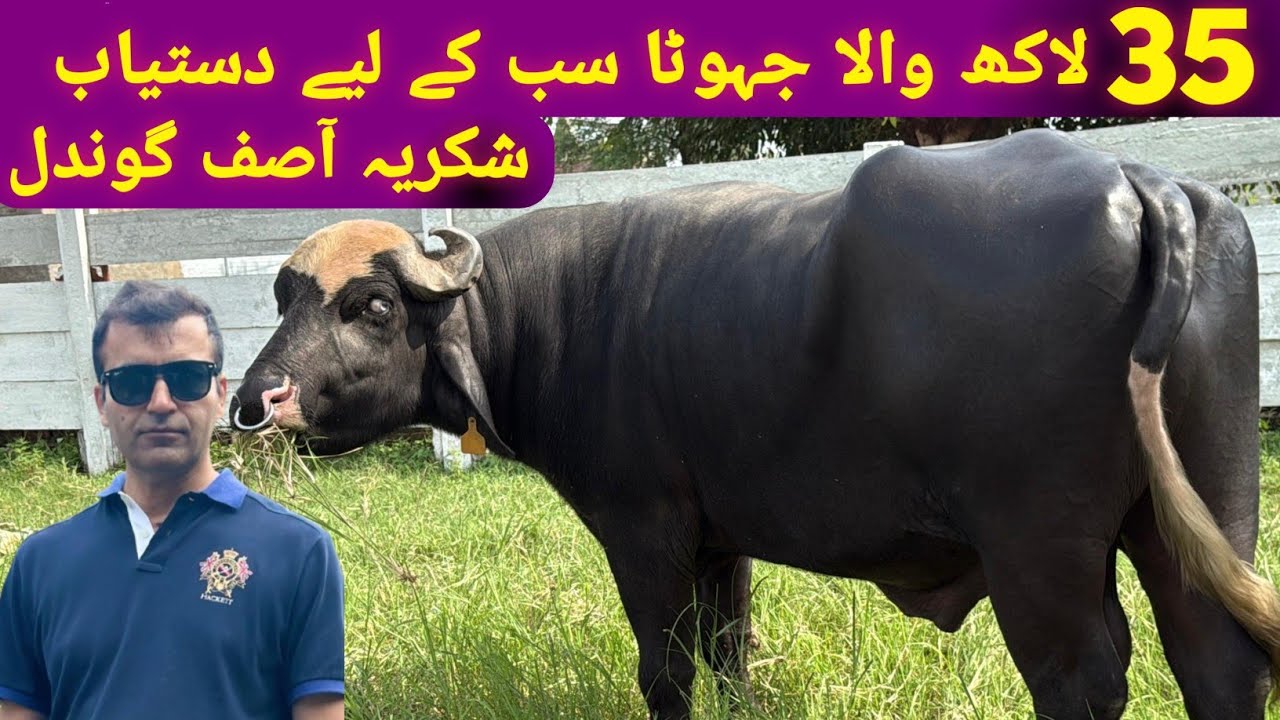 Sultan 35 Lakh Wala || Asif Gondal || High Milking Buffaloes Farm 