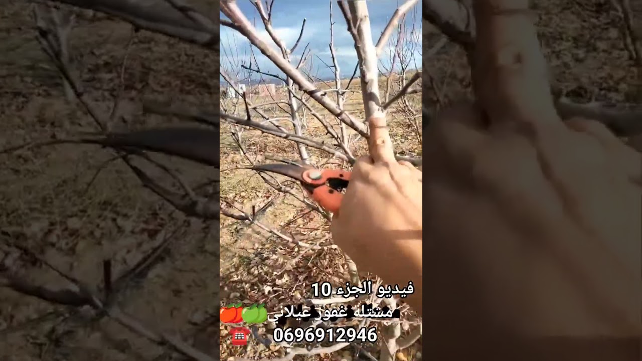 تقليم أشجار التفاح عمر 5 سنوات على الشكل الكأسي فيديو 10