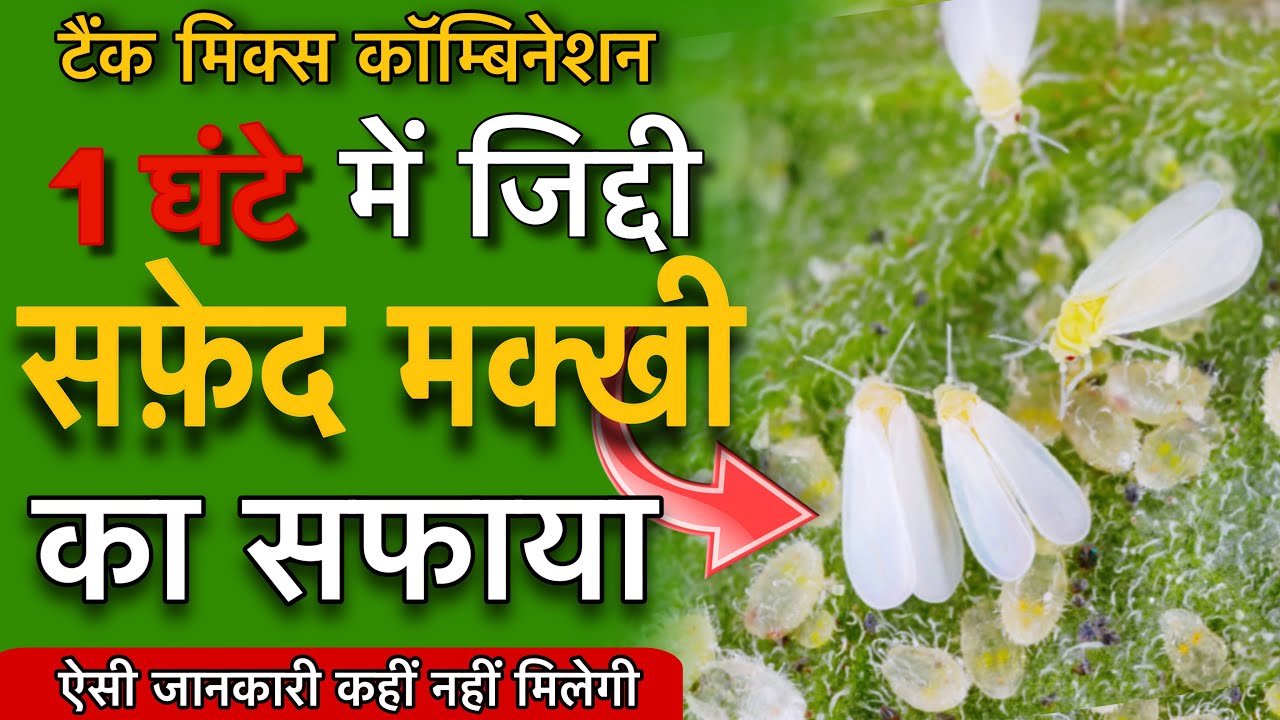 टैंक मिक्स सुपर कॉम्बिनेशन से सफ़ेद मक्खी का खात्मा | Whitefly control Insecticide | by PC Verma