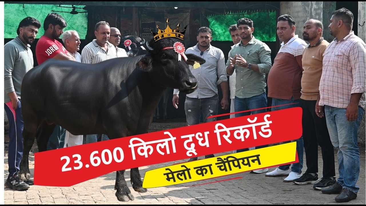 पशु को तैयार करने का फार्मूला - 23.600 किलो दूध रिकॉर्ड मेलो का चैंपियन || PORAS BULL  ALEWA, JIND