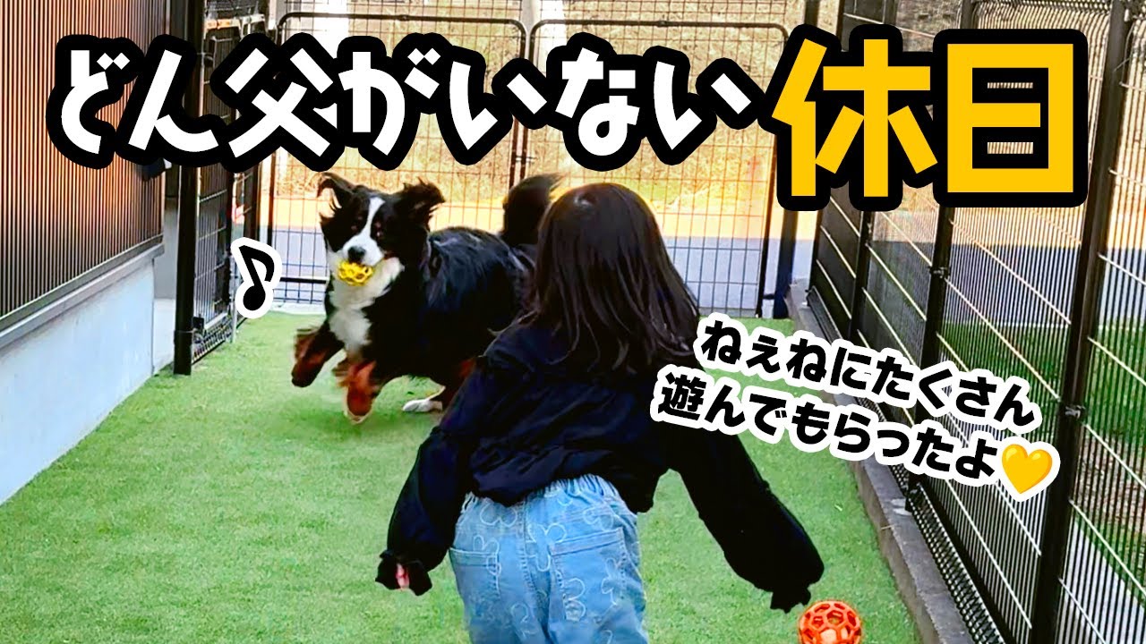 どん父がいない休日【2歳5ヶ月バーニーズ】