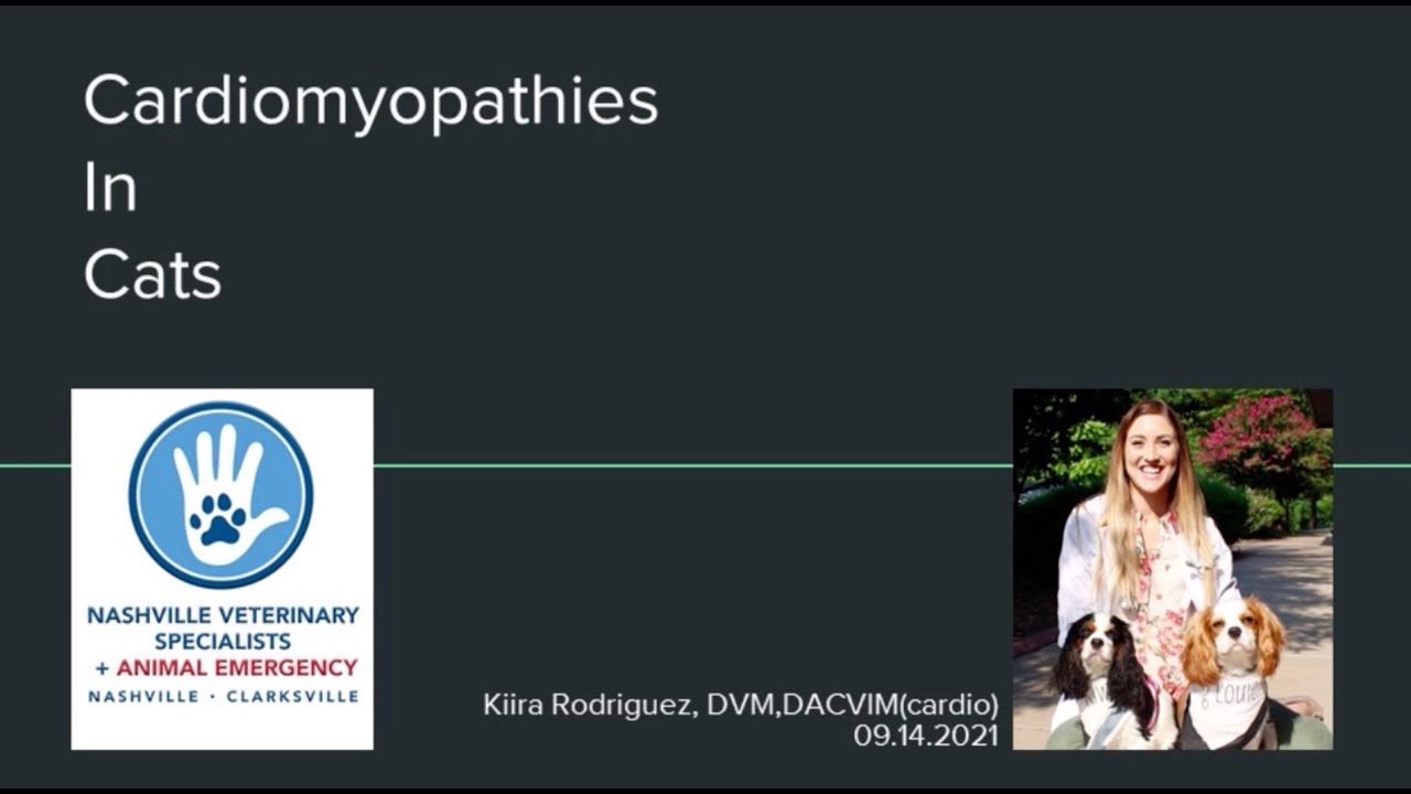 Cardiomyopathies in Cats
