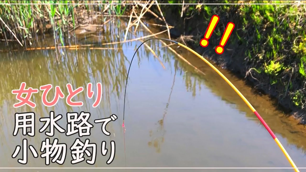 しなる竿！久しぶりの重いフナに慌てる小物釣り / Coarse Fishing