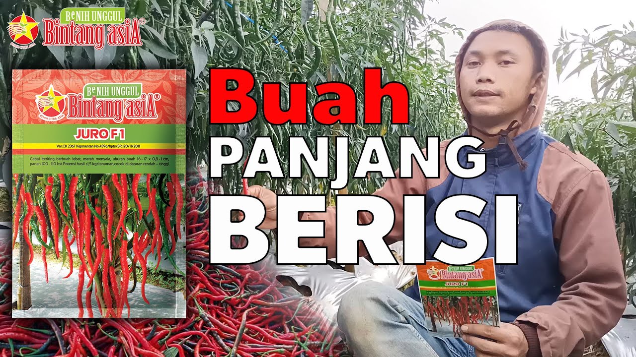 BUAH BERISI!! JURO F1 - Sahabat Bintang asiA
