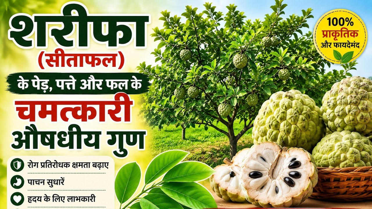The miraculous medicinal properties of the Custard Apple (Sapota) tree, leaves, and fruit. Learn about its invaluable benefits.