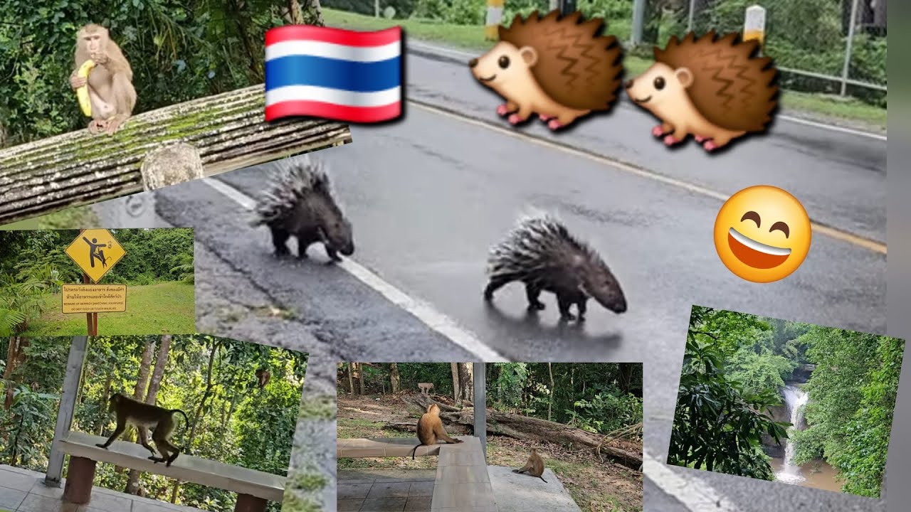 I Visited Khao Yai National Park 🇹🇭 | My First Wild Monkey Encounter 🐒 #1 