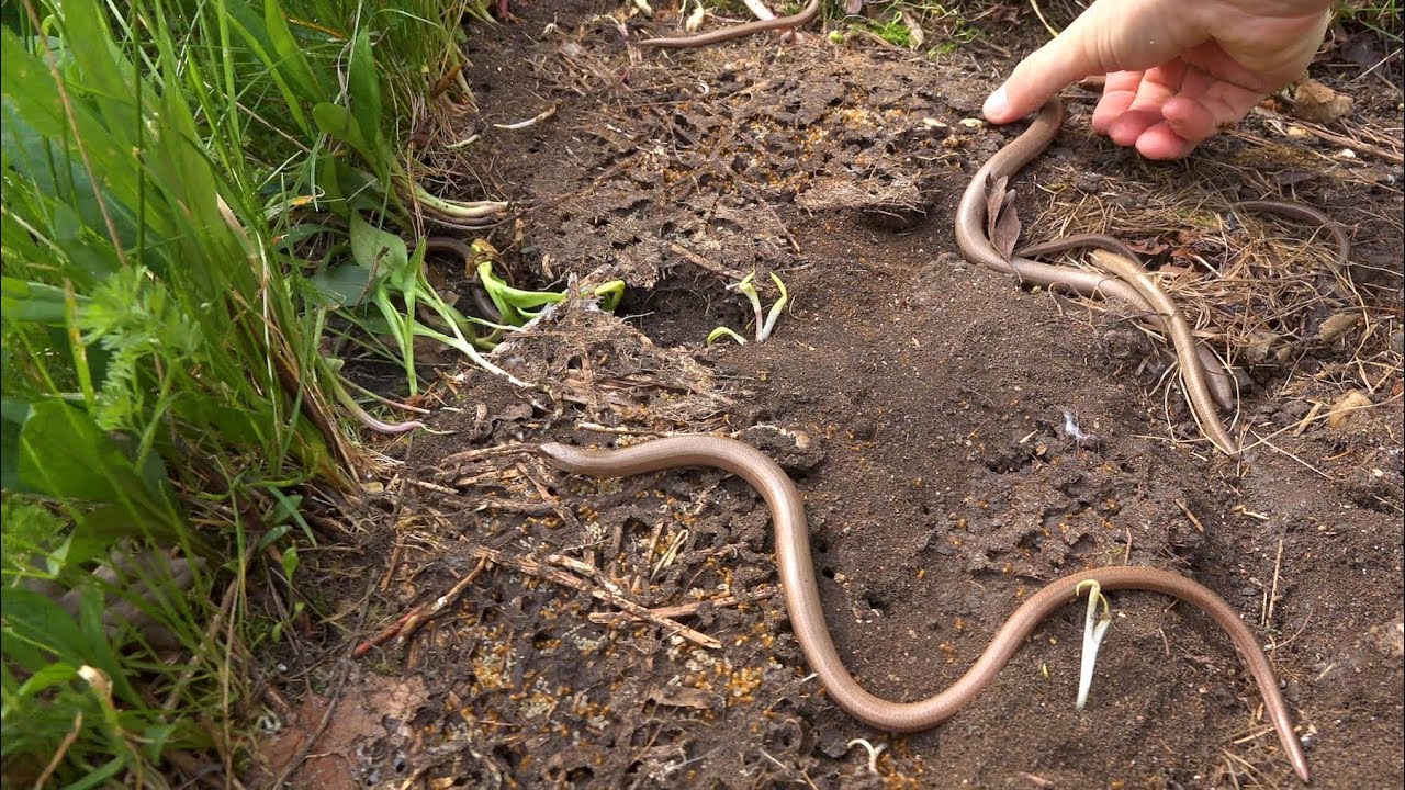 Mega Slow Worm Day (and a few spiders) - London Herping - Anguis fragilis