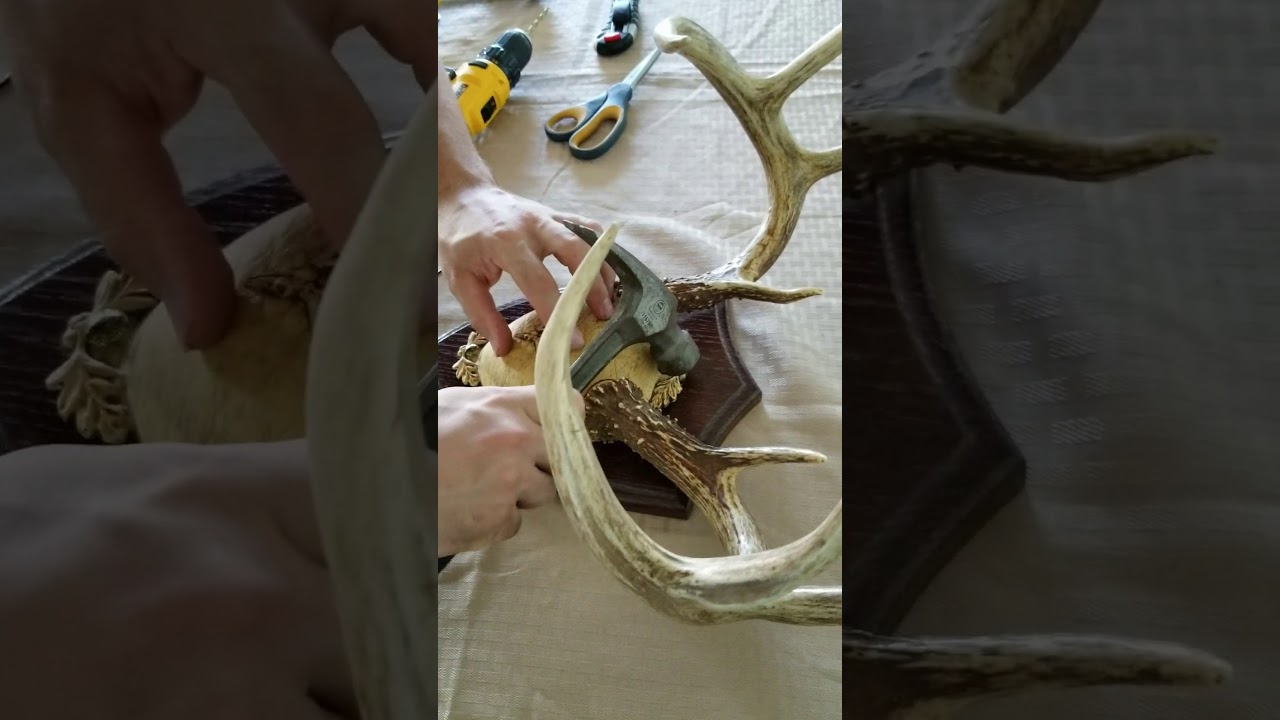 How to assemble your Ultimate  Antler Mounting Kit with the Taxidermist Woodshop