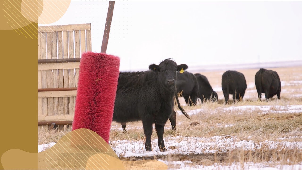 Tuberculose bovine - Qu'est-ce que la TB?