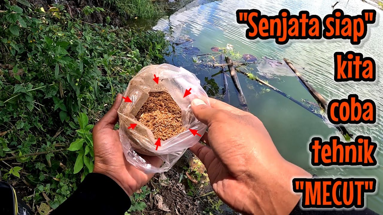MANCING IKAN BADER TEHNIK MECUT ‼️ GIMANA KIRA-KIRA HASILNYA ⁉️