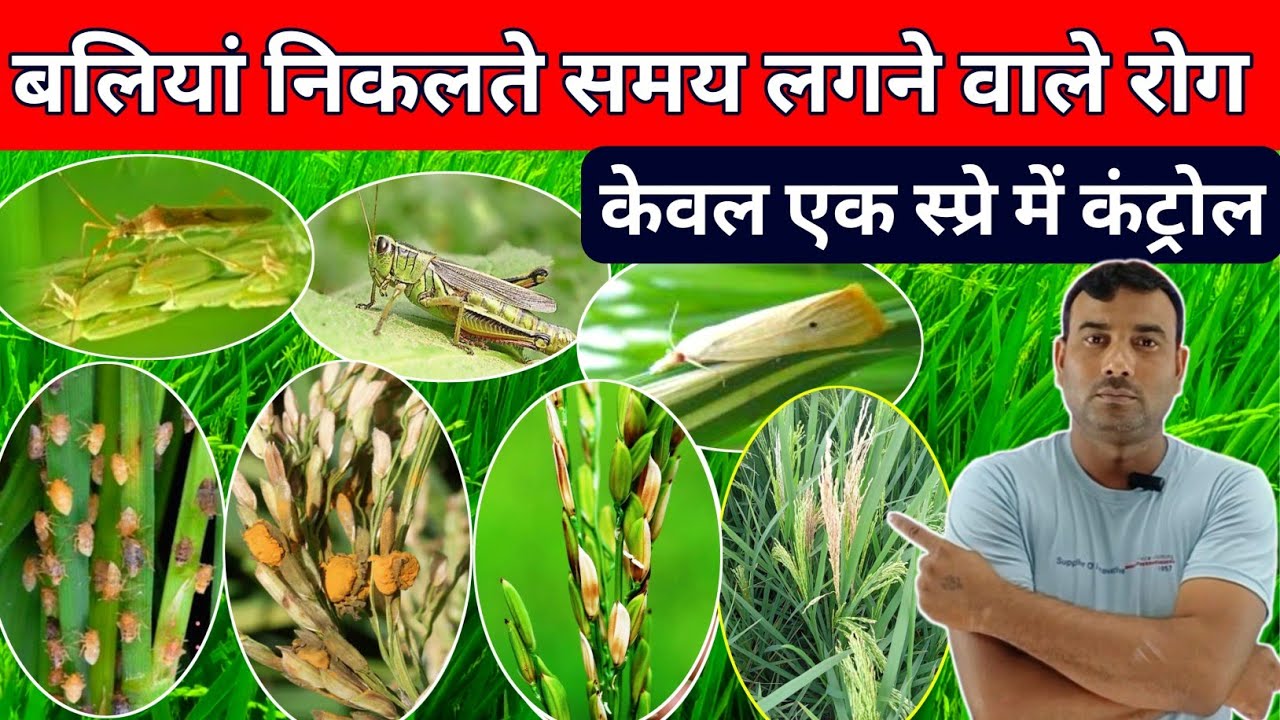 धान में बालियां निकलते समय सबसे पावरफुल स्प्रे /उत्पादन 50 कुंतल/dhan me bali nikalte samay kya dale