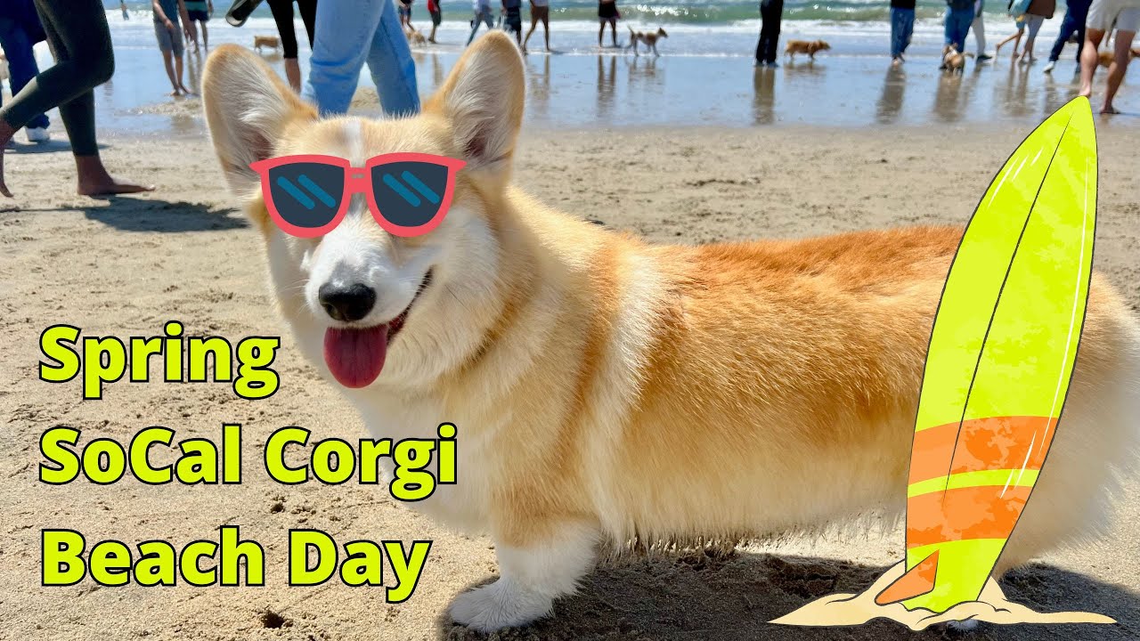 World Famous Corgi Beach Day | “THE BIGGEST CORGI PARTY ON THE PLANET!”