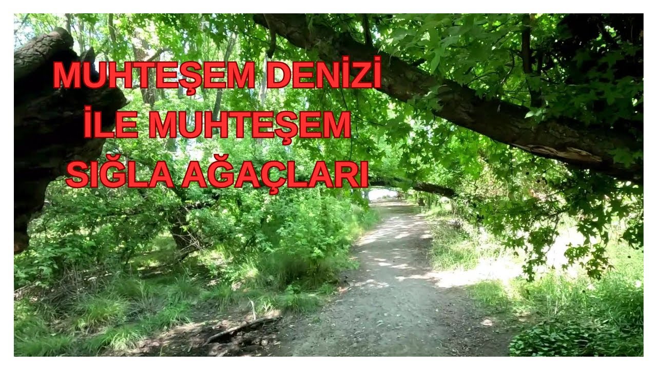 MUĞLA MARMARİS KARACASÖĞÜT DENİZİ VE MUHTEŞEM SIĞLA AĞAÇLARI