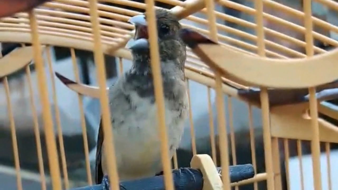 Canto tui tui curto e rápido com intervalos de 5 min para ensinar futuros campeões *Com cascata*
