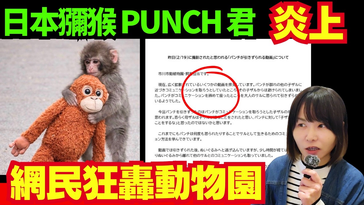 點解馬騮仔PUNCH君咁紅? 動物園被外界批評? 成為炎上事件?日本獼猴PUNCH | IKEA毛公仔爆紅