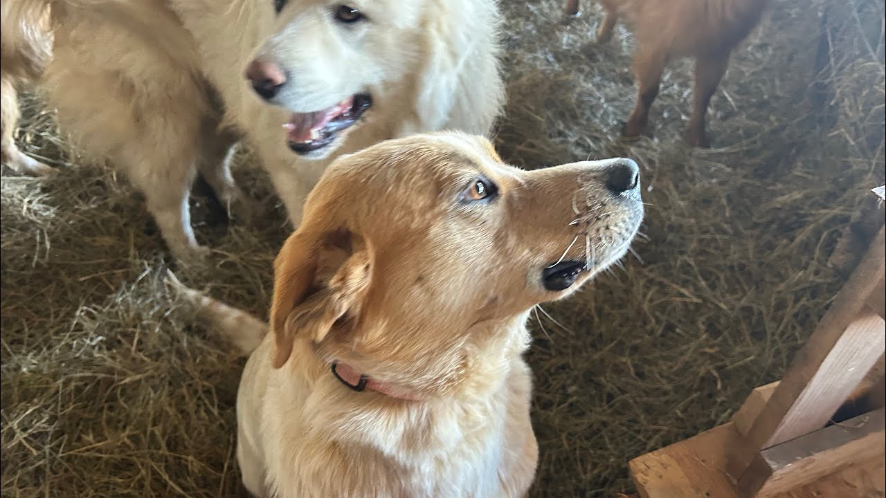 Gingers birth - Dog Doula - Great Pyrenees Puppies  