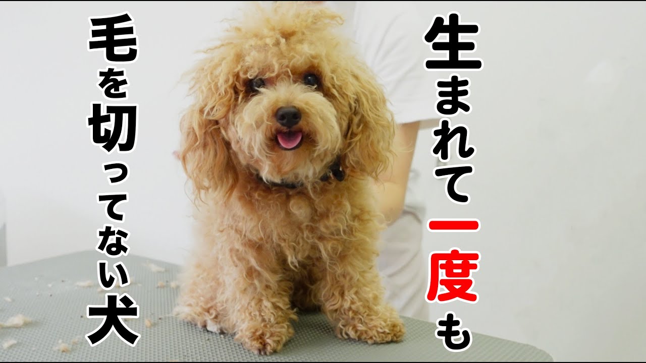 初めてのトリミングで大変身【トイプードル】