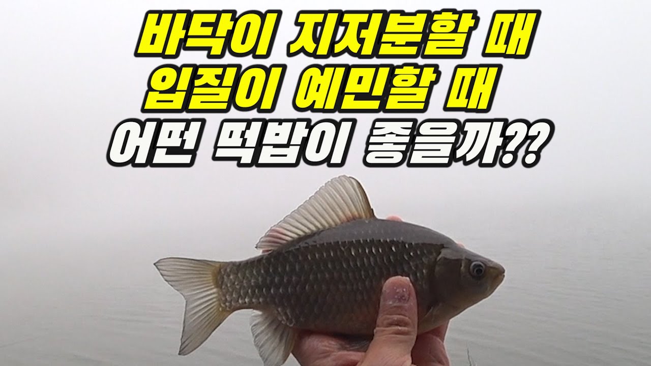 (SUB) GOOD BAIT for sensitive carp!!!  carp fishing float fishing へらぶな