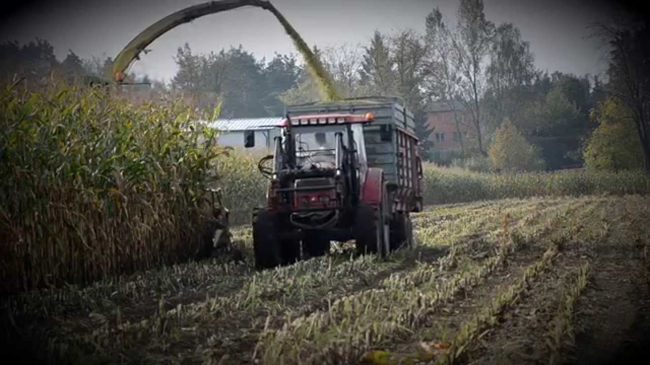 ►kukurydza na kiszonkę 2014◄ | Krzychu814 |