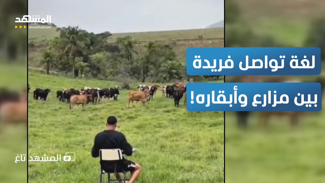 مزارع برازيلي ينادي أبقاره بالاسم والاستجابة مدهشة – المشهد تاغ