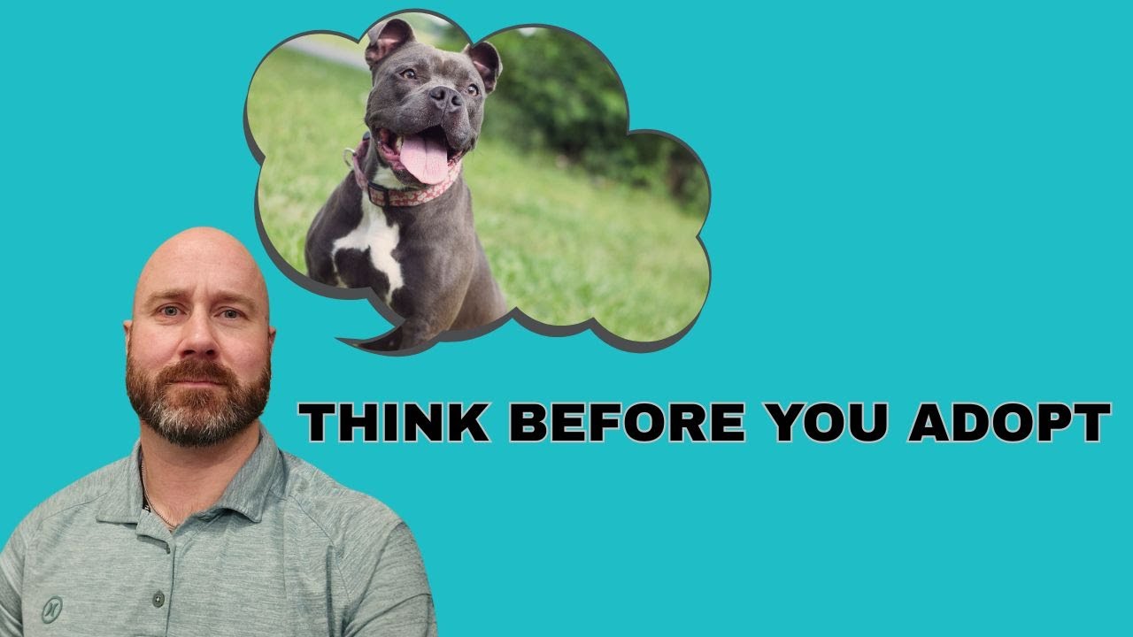 Getting a Dog Without a Plan? This Is Why It Matters