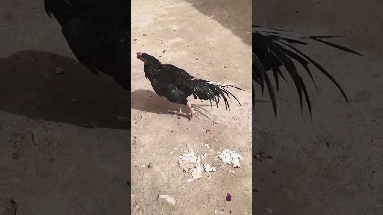 لاثانی مرغا اور سفید. مرغی 