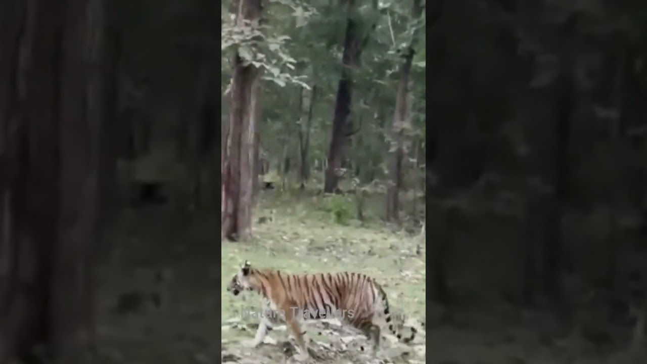 Dec 16th mrng tiger sighting at kabini,subscribe to our channel for more updates😍 