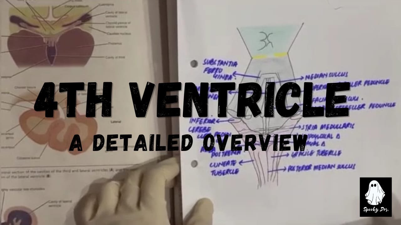 4th Ventricle | Floor & Boundries | Neuroscience